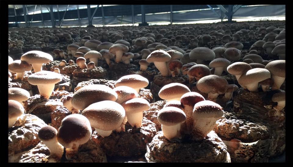 Have a 菇 life 的香菇