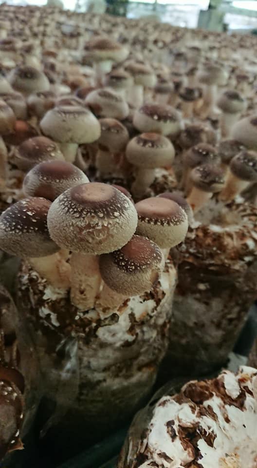 Have a 菇 life 的香菇