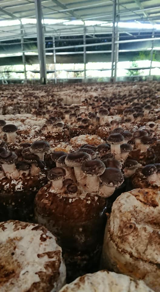 旭展香菇農場的太空孢